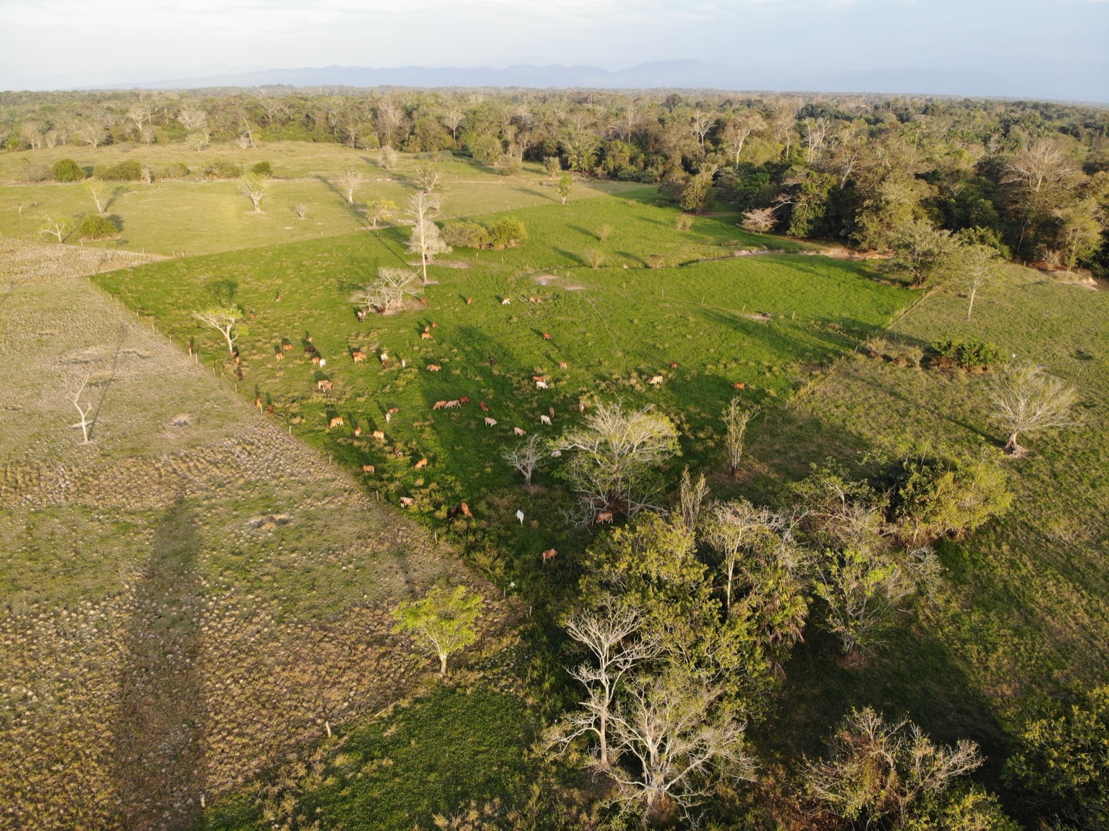 Vista aérea de potreros divididos por cercas vivas