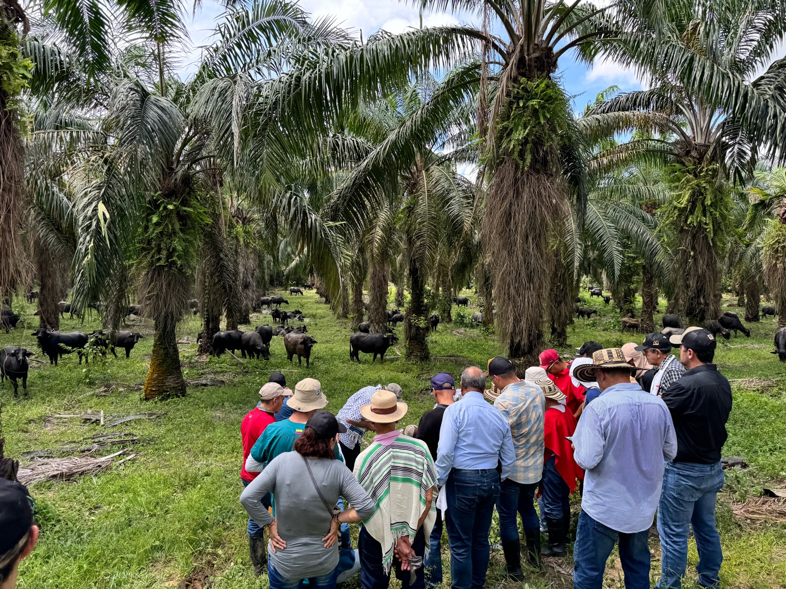 Productores y ganado bajo palmas en un sistema silvopastoril